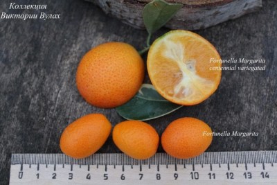 Fortunella Margarita 112- 